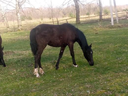 Кобила молода