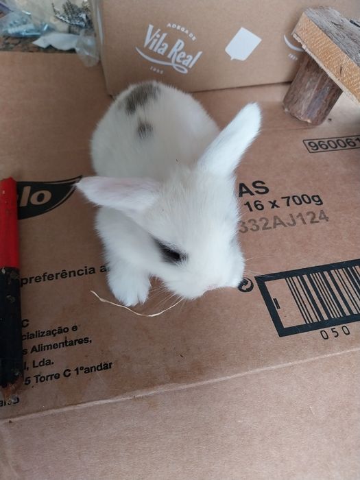 Coelhos anões minilop ourulhudos