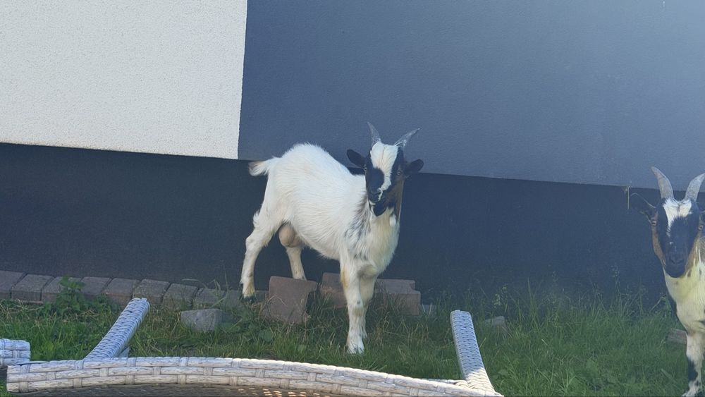 Sprzedam mlodego capka