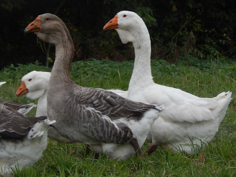 Гуси холмогори. Холмогорські гуси