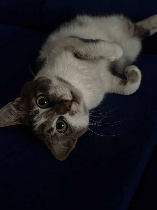 Котик 7-8 місяців