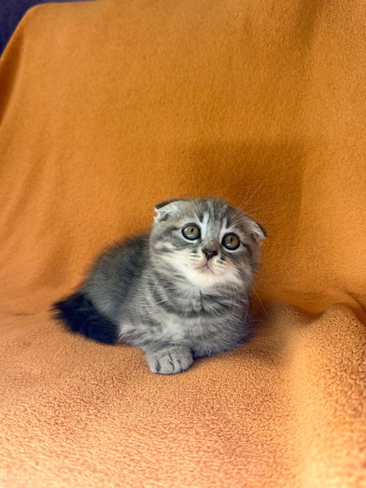 Шотландські кошенята ( Скоттіш Фолд/Страйт)