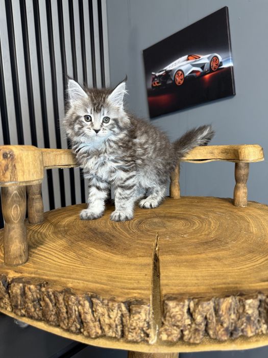 Хлопчик  silver мейн кун