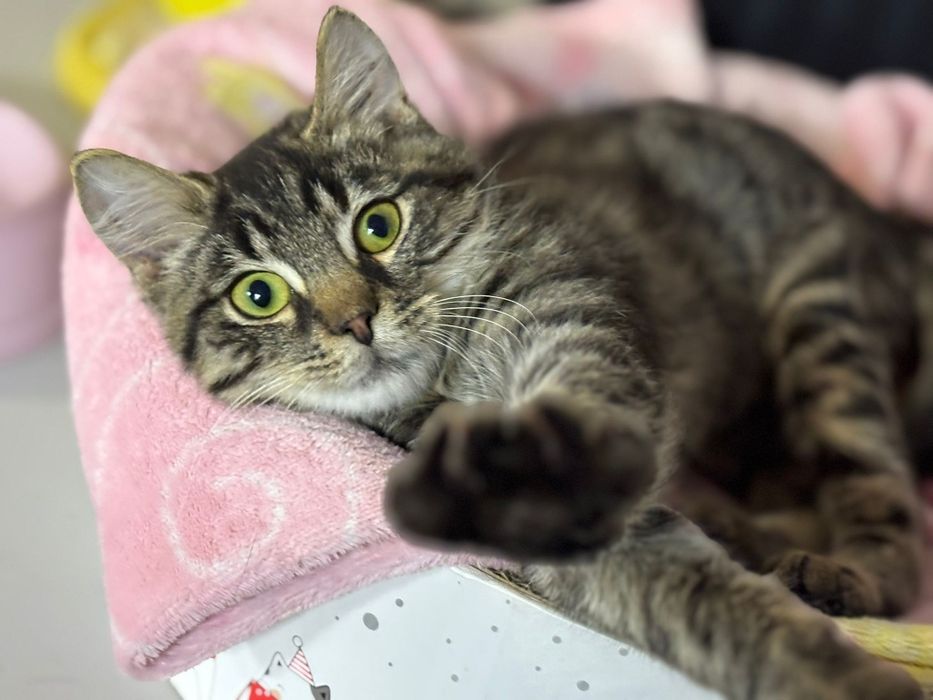 Niepełnosprawna KUNKA szuka kochającego domku