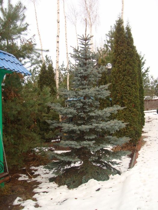 Продам красиві живі голубі ялинки, туї, для пересадки