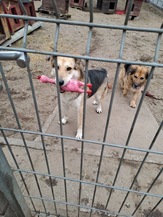 Fsjne psy szukają dom razem lub osobno l