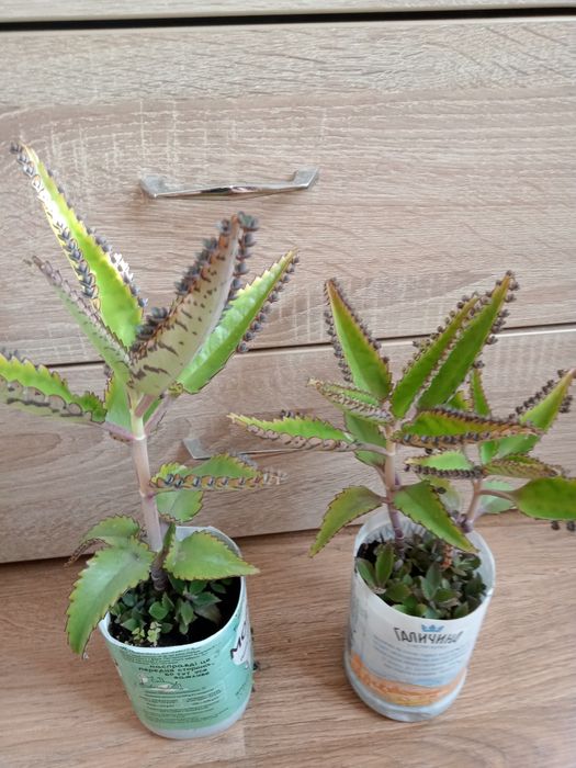 Каланхое,кімнатна рослина
