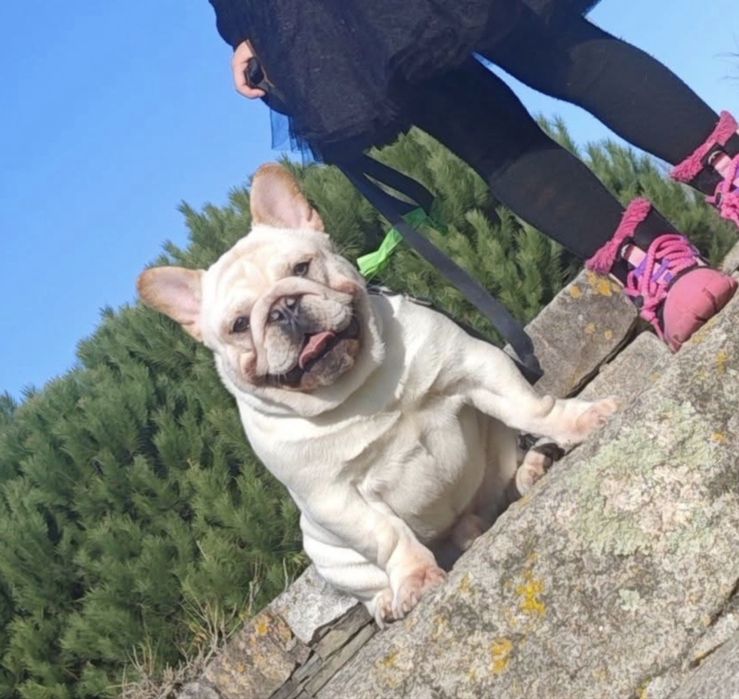 bulldog frances para montas