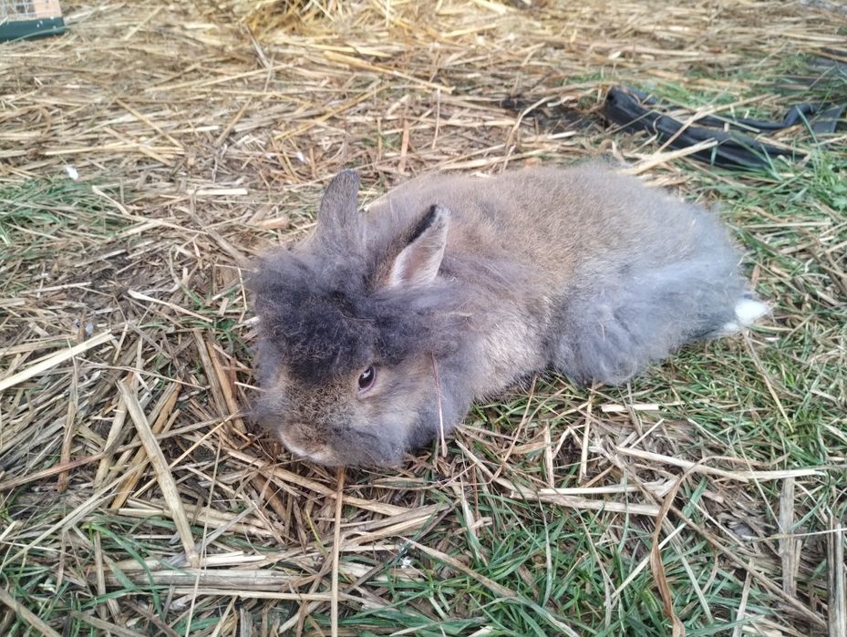 Króliczki miniaturki chłopcy