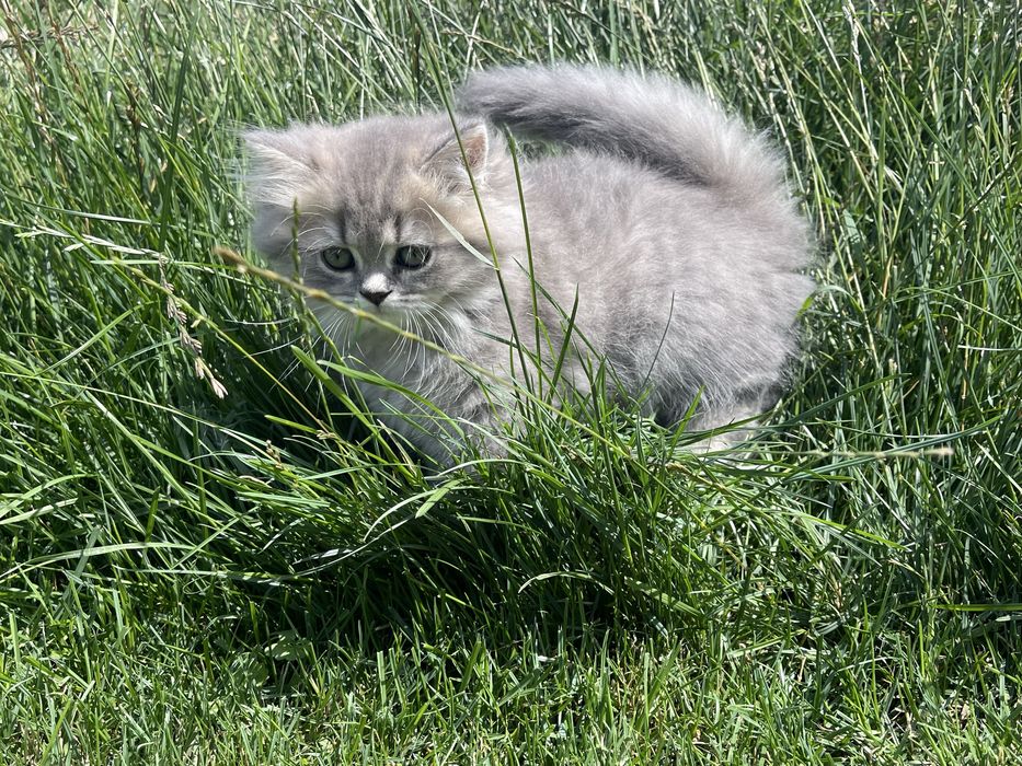Шотландські кошенята