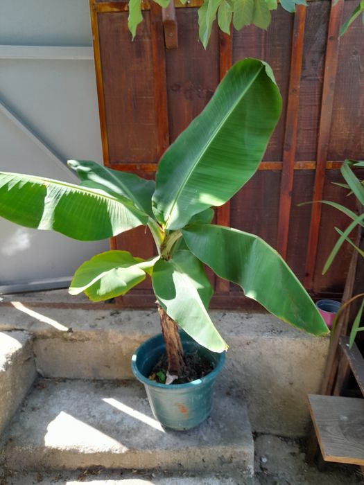 Bananeiras de porte pequeno. Ana- prata e maçã