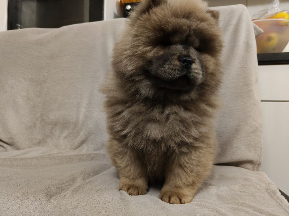 Cynamonowa suczka chow chow