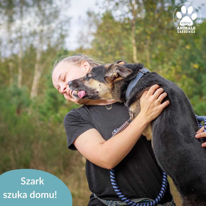 Szark szuka domu na stałe