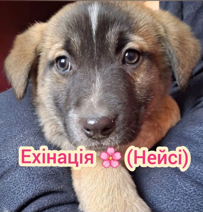 Чекають на люблячі родини Цуценя, собака,пес, песик, щенок