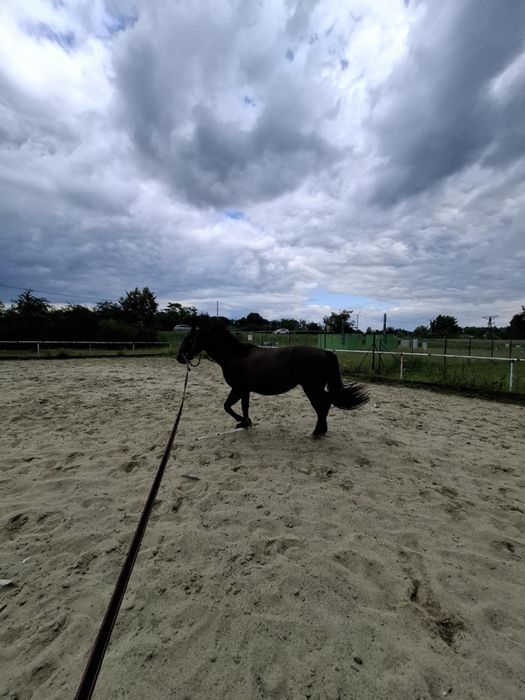 Koń 3-letni na sprzedaż