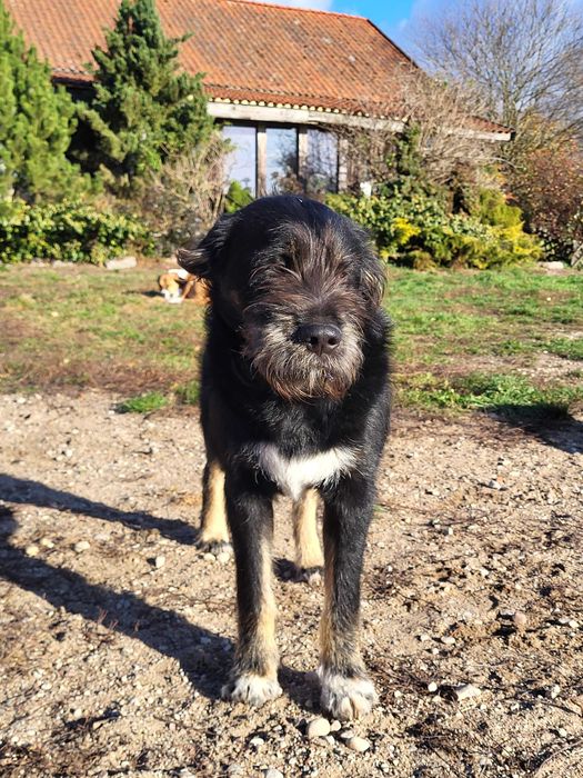 Nepal szuka domu, wspaniały, mądry szczeniak