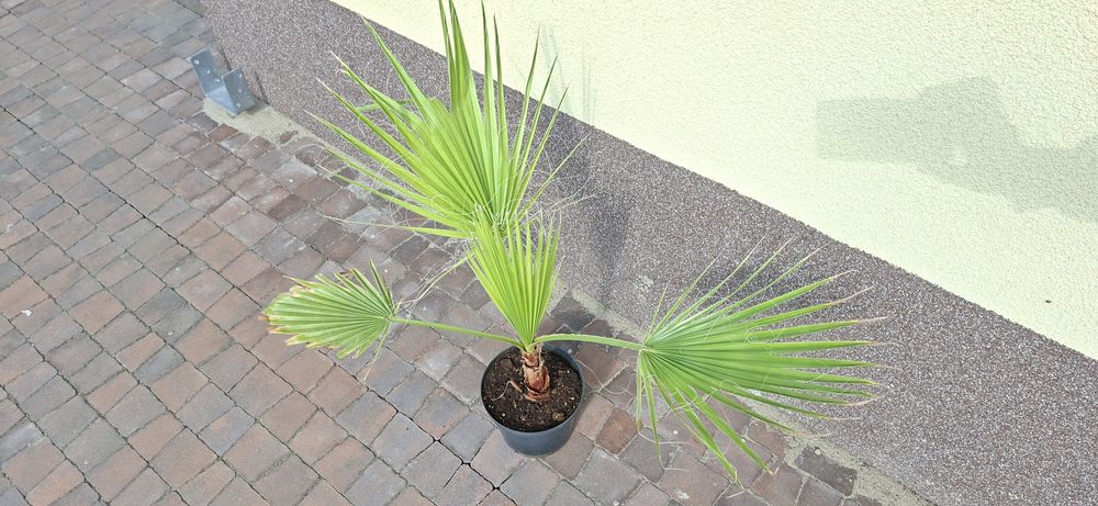 Palma Washingtonia Robusta