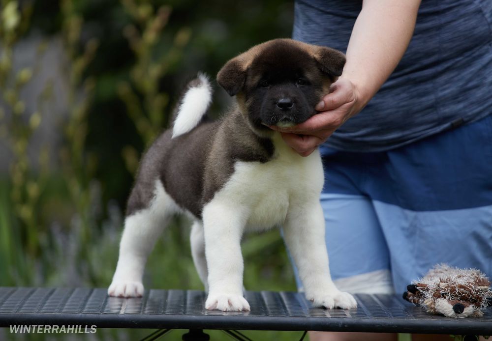 Хатіко - Американська Акіта, найкращі цуценята !