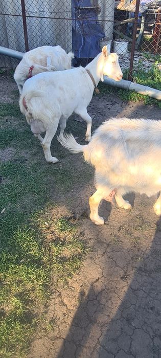 Дойні кози Зааненські