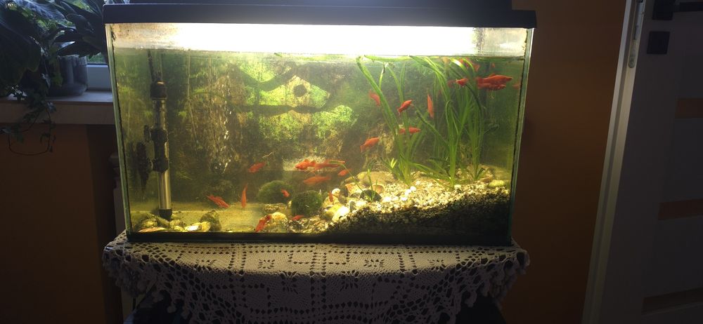Akwarium 80l wraz z rybkami