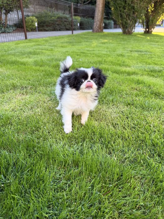 Chin japoński  nie pekińczyk nie shih tzu