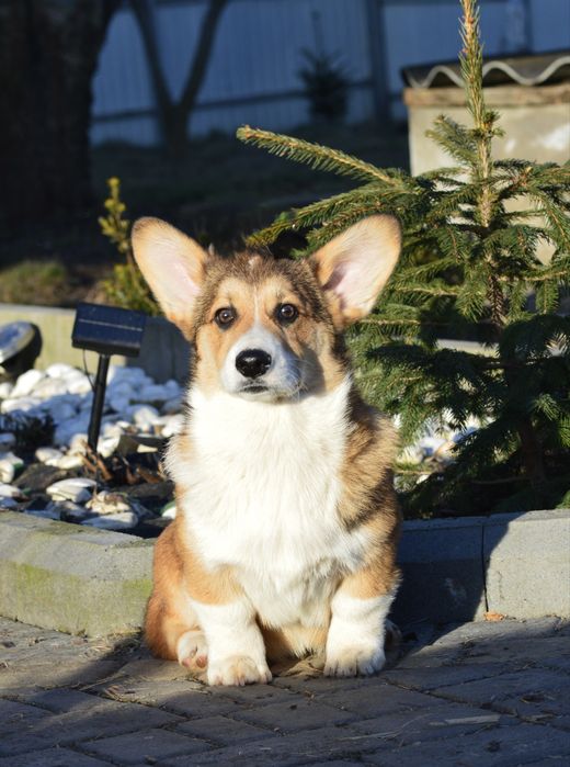 Соболинний красень! 17.03 Безкоштовна доставка!!!