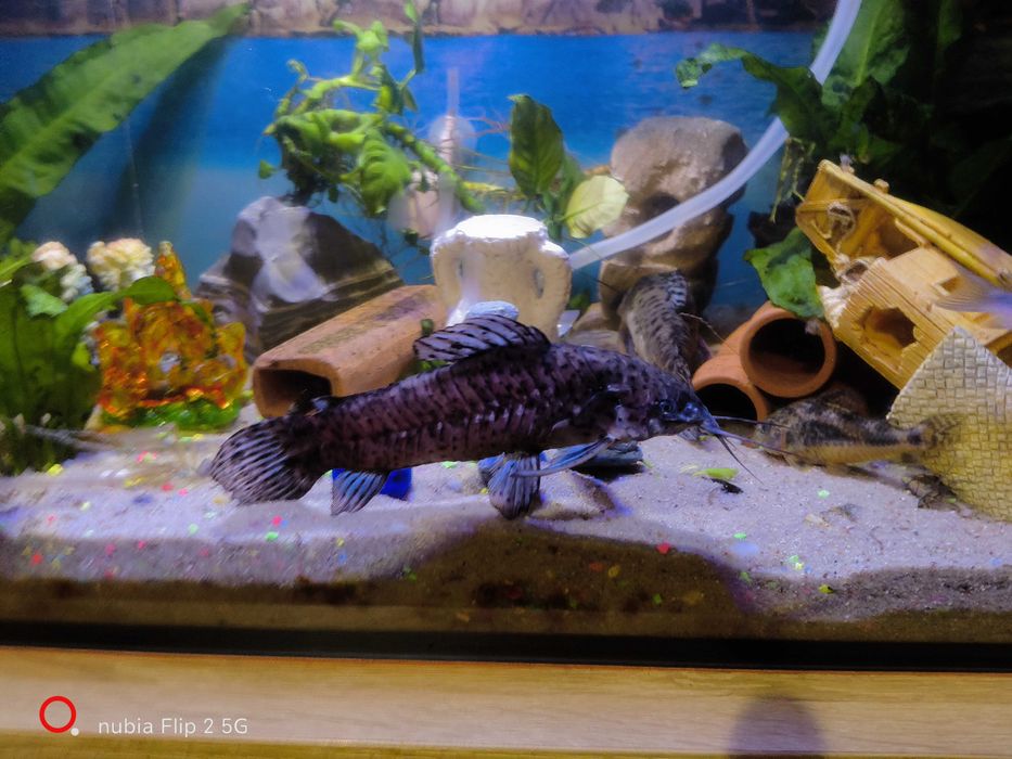 Kyrysniaki czarnoplame