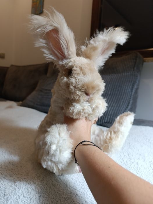 Angorki angielskie angora królik hodowla york yorczek