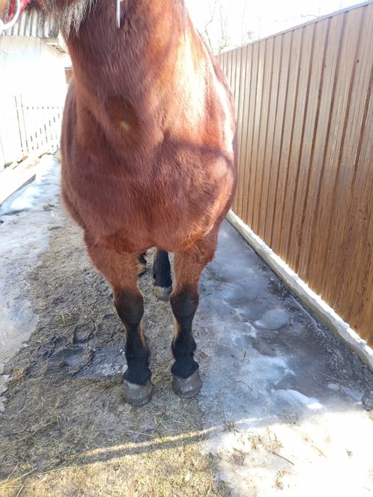 Продам кобилу 9 років