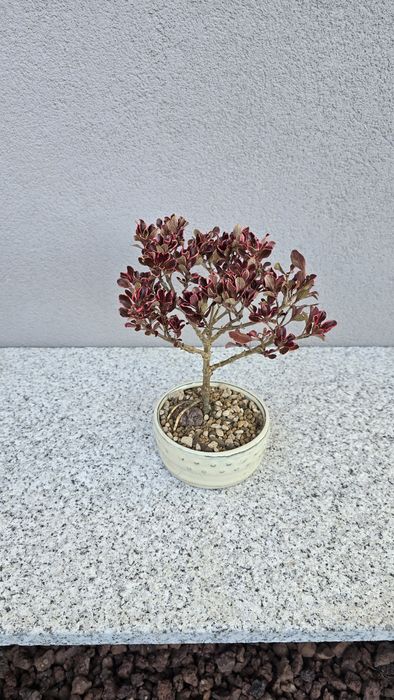 Pré bonsai Coprosma
