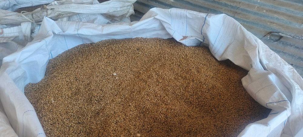 Vendo triticale - colheita 2026