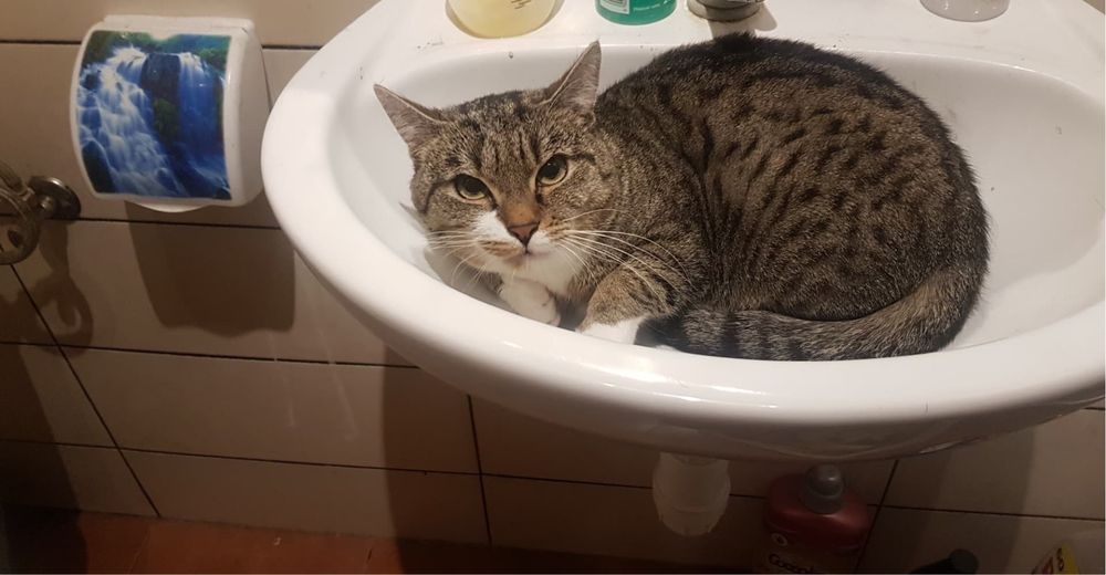 Zaginęły dwa koty w Kolonowskim