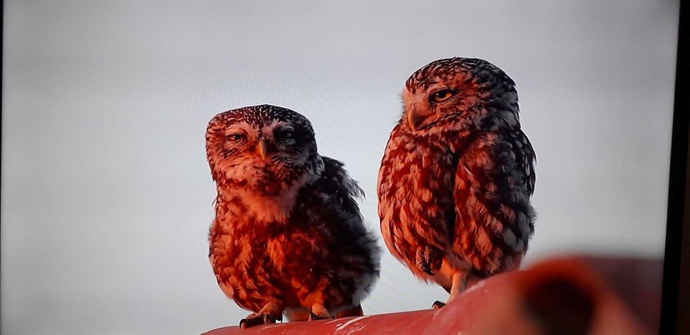 Televisão SAMSUNG 32"