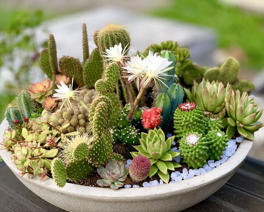 Екслюзивна композиція з кактусів та сукулентів