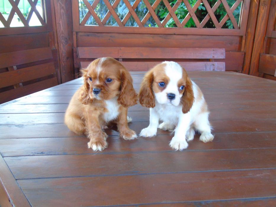 Cavalier King Charles Spaniel chłopiec