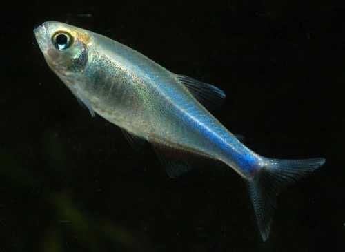 GB Tetra niebieska, Maranka niebieska - dowóz ryb!