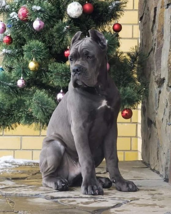 Яскравий сірий кобель Кане Корсо