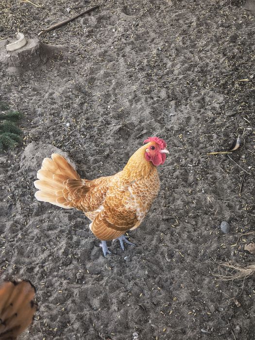 Kogut sebrytka wielbłądzia