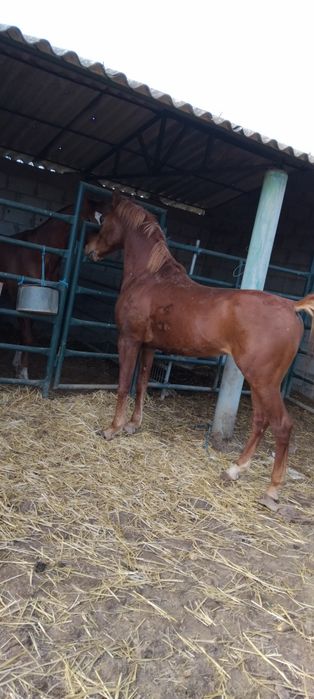 Vende-se poldro árabe com 3 anos