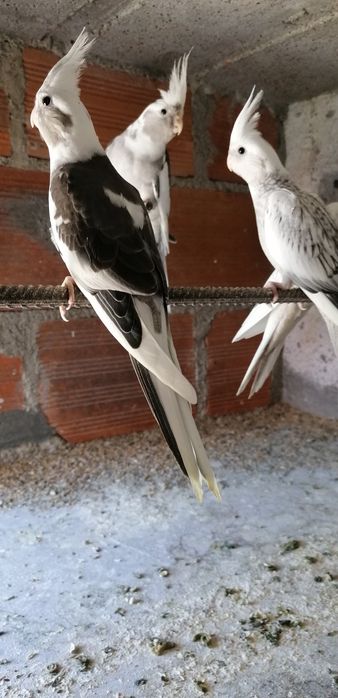 Caturras pérolas brancas albinas arlequim