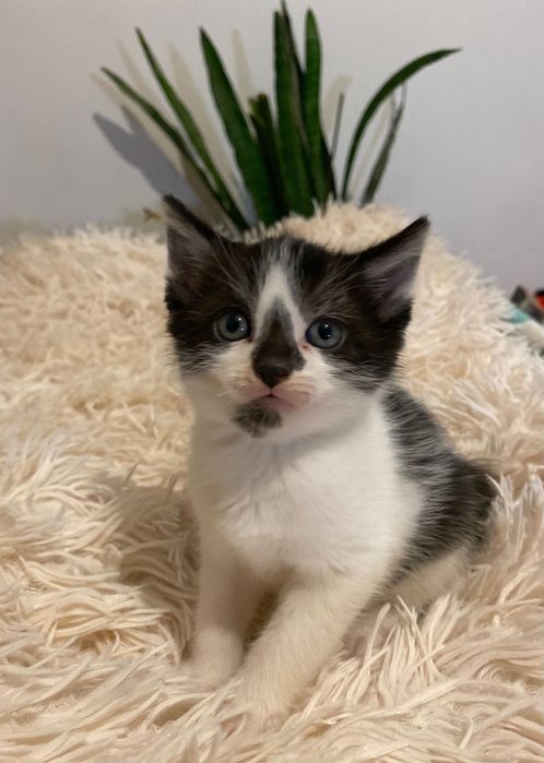 Oddam Kotki tylko w dobre ręce