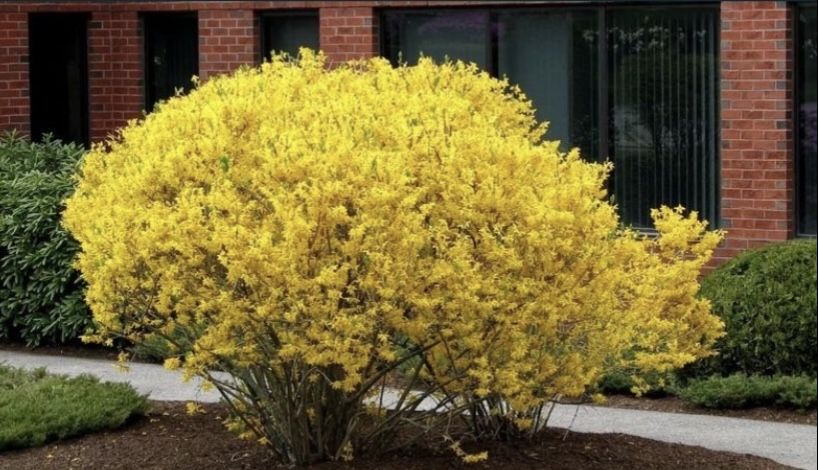 Форзиция красивый куст