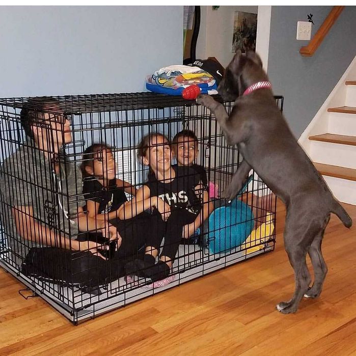 Переноска бокс клетка клітка для собак цуценя Польша от №2,3,4,5,6,7