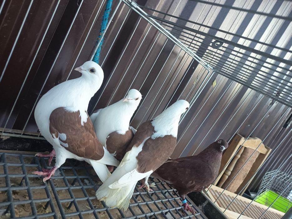 Sprzedam gołębie Czajki i białogłówki