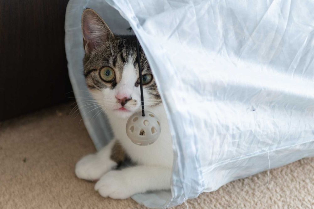 Kacperek szuka domu! Fundacja "Stawiamy na Łapy"