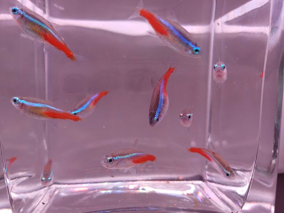 Bystrzyk - Neon innesa