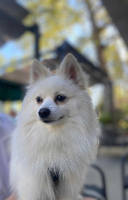 Loki - Spitz Alemão Pequeno (macho) para acasalar