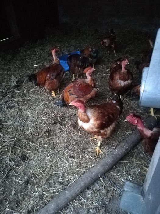 Galos capoes caseiros