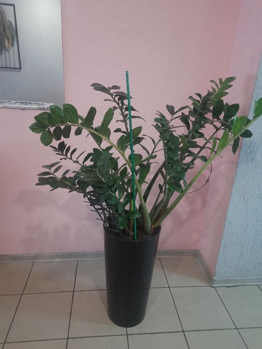 Заміокулькас