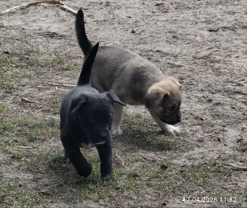 Oddam w dobre ręce szczeniaki